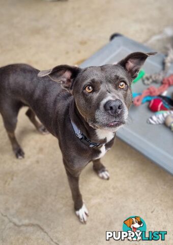 Felicia - Staffordshire Bull Terrier X, 1 Year 0 Months 3 Weeks (approx)