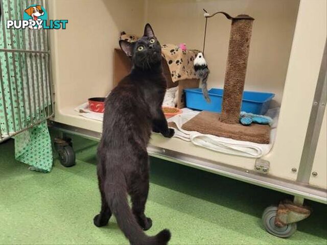 Elijah - Domestic Short Hair, 1 Year 7 Months 2 Weeks (approx)