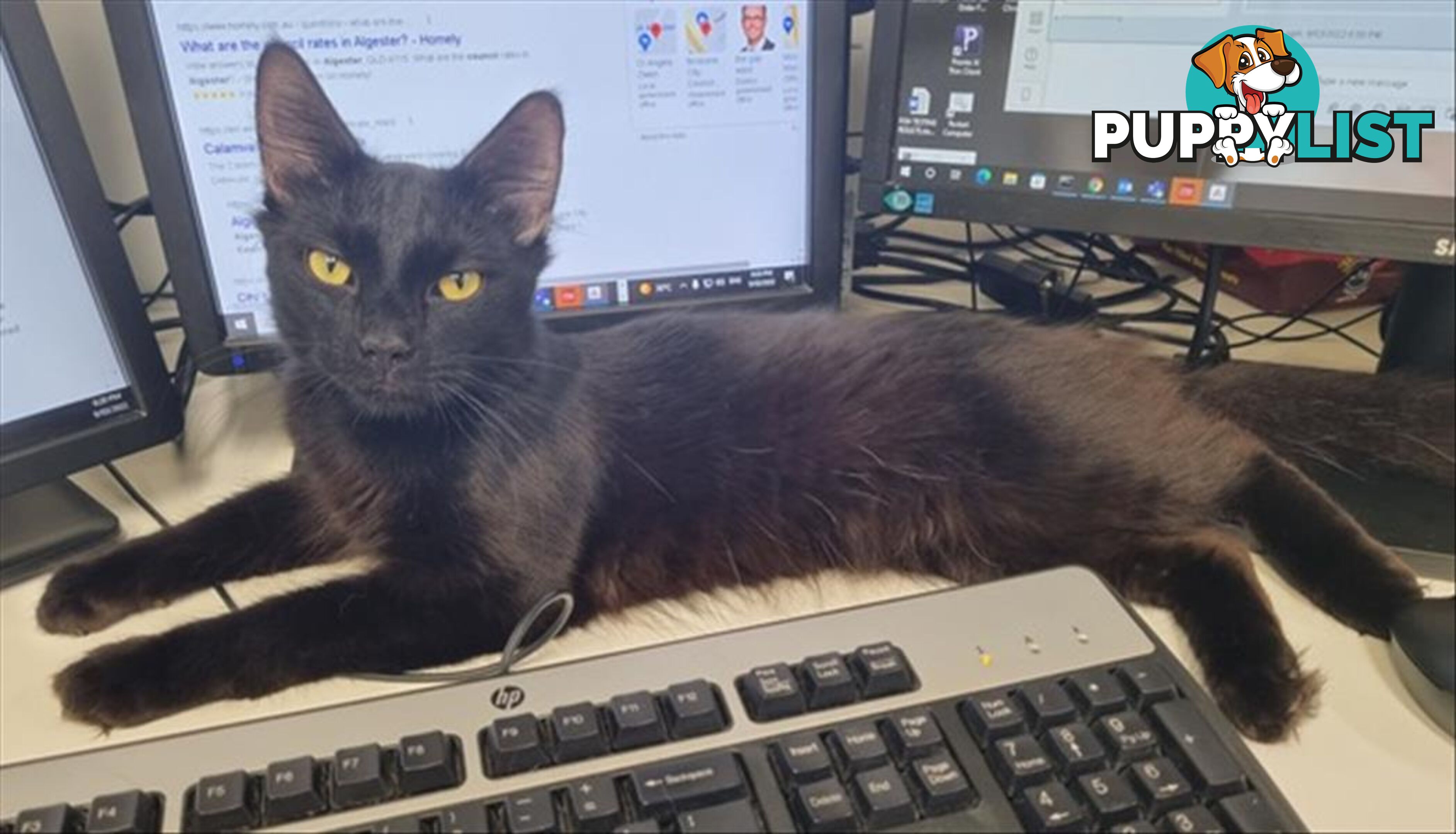 Hayden - Domestic Short Hair, 1 Year 0 Months 3 Weeks (approx)