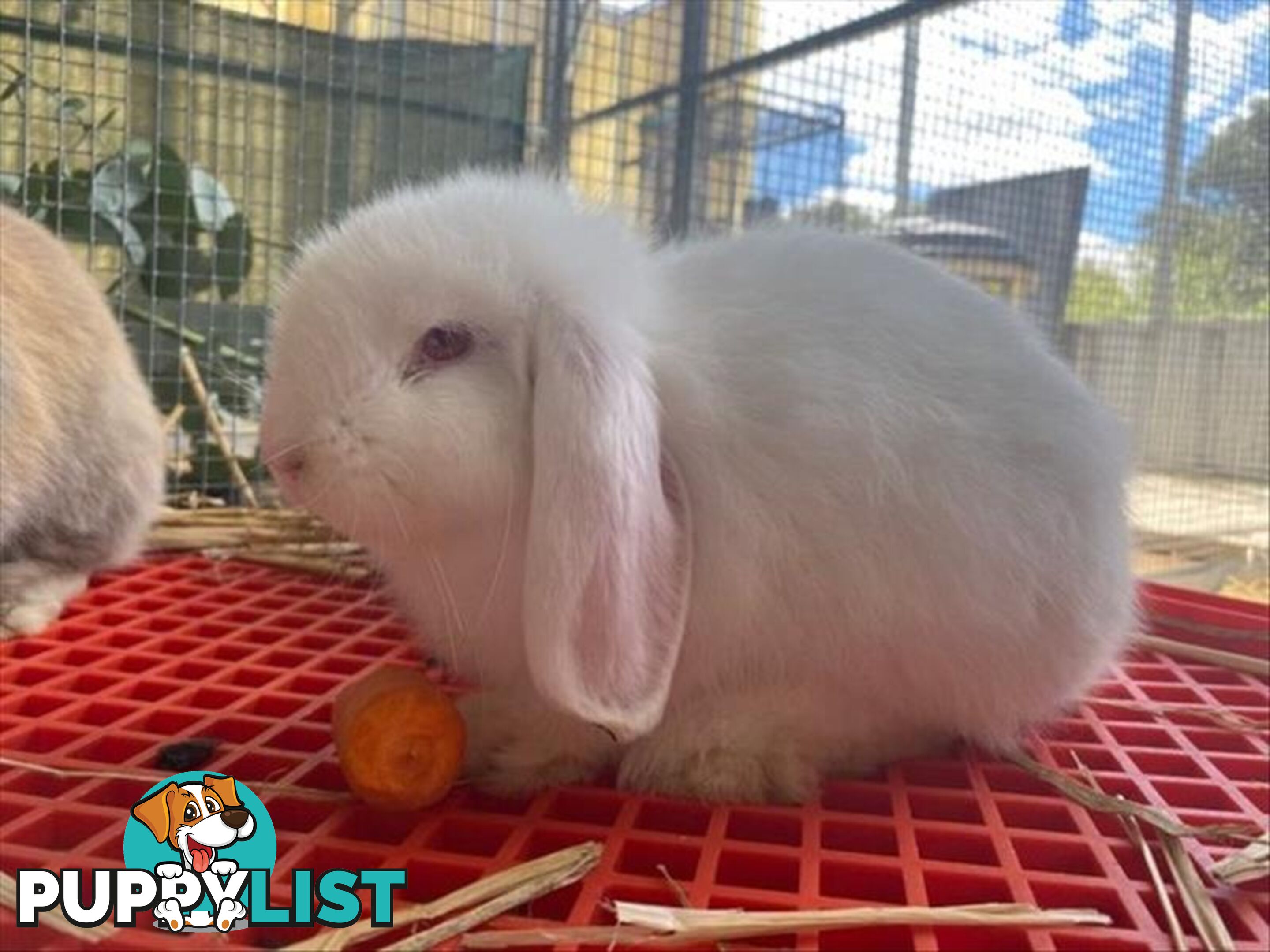 Tuk Tuk - Lop Eared, 0 Years 3 Months 1 Week (approx)