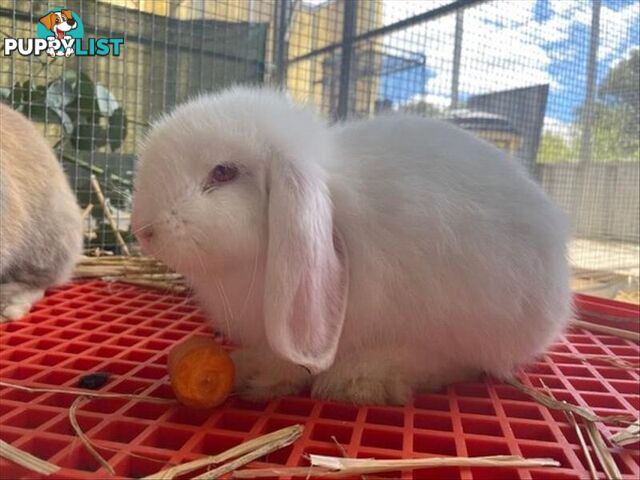 Tuk Tuk - Lop Eared, 0 Years 3 Months 1 Week (approx)