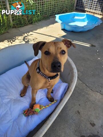 Carmela - Staffordshire Bull Terrier X, 0 Years 10 Months 1 Week (approx)