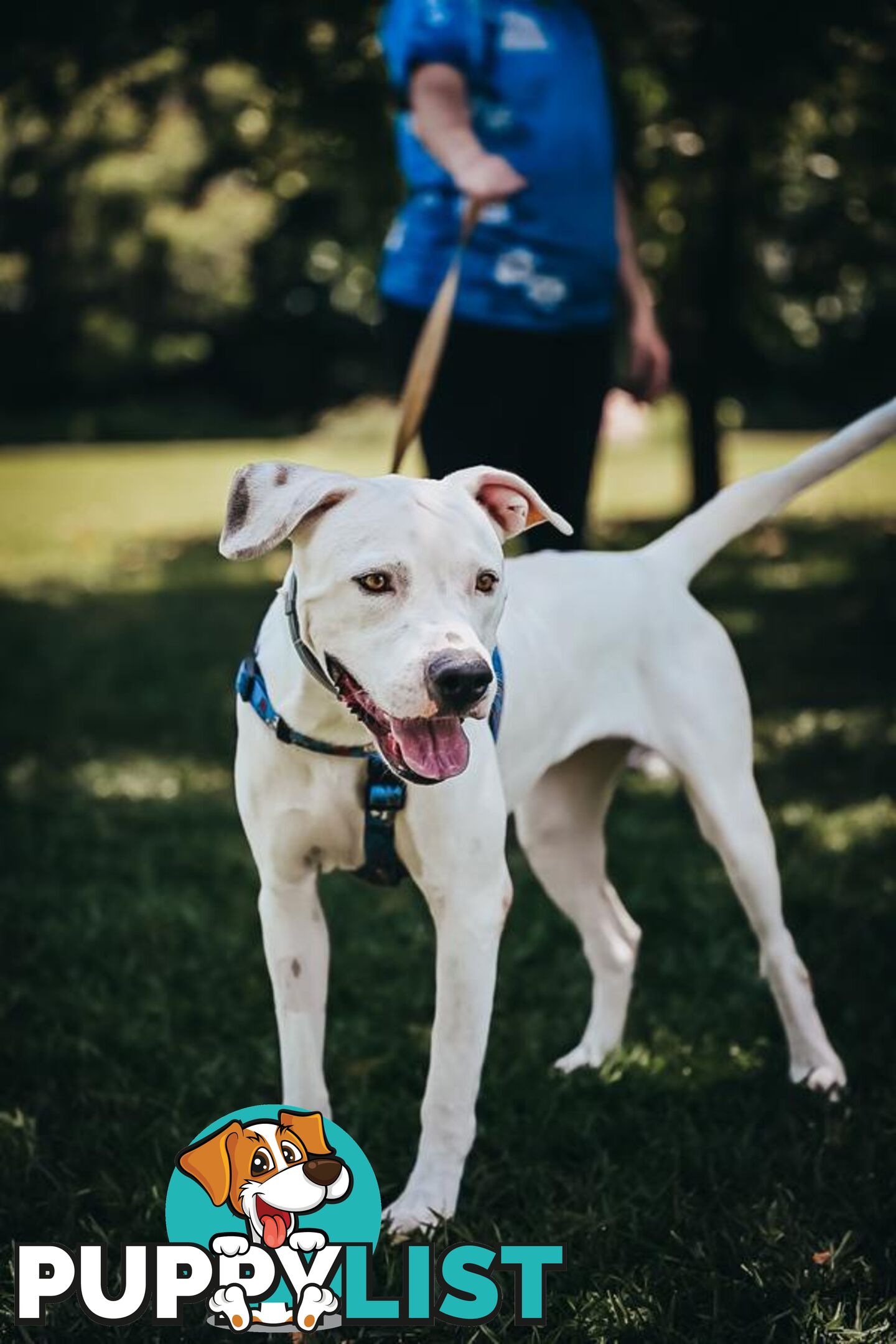 Sugar - Medium Cross Breed, 1 Year 8 Months 0 Weeks