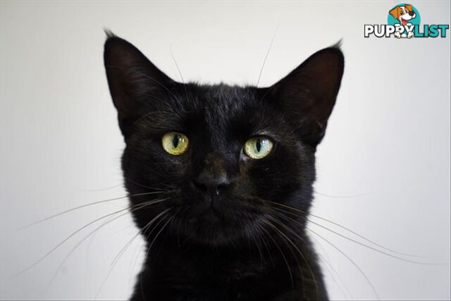 Monty - Domestic Short Hair, 3 Years 5 Months 1 Week (approx)