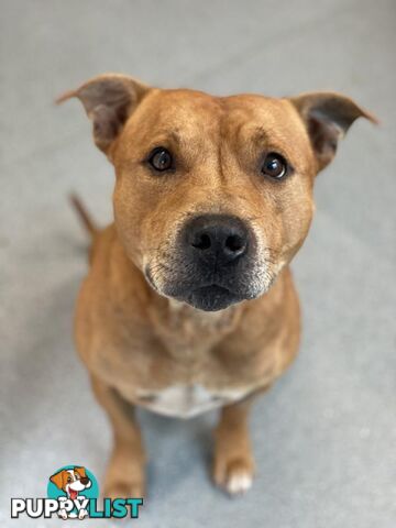 Ted - English Staffordshire Bull Terrier, 5 Years 2 Months 1 Week (approx)