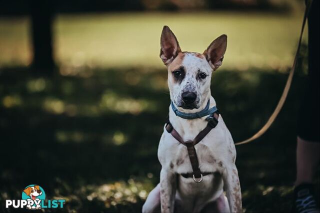 Lachy - Heeler, 0 Years 10 Months 1 Week