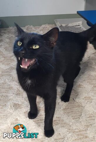 Chad - Domestic Short Hair, 2 Years 6 Months 2 Weeks (approx)