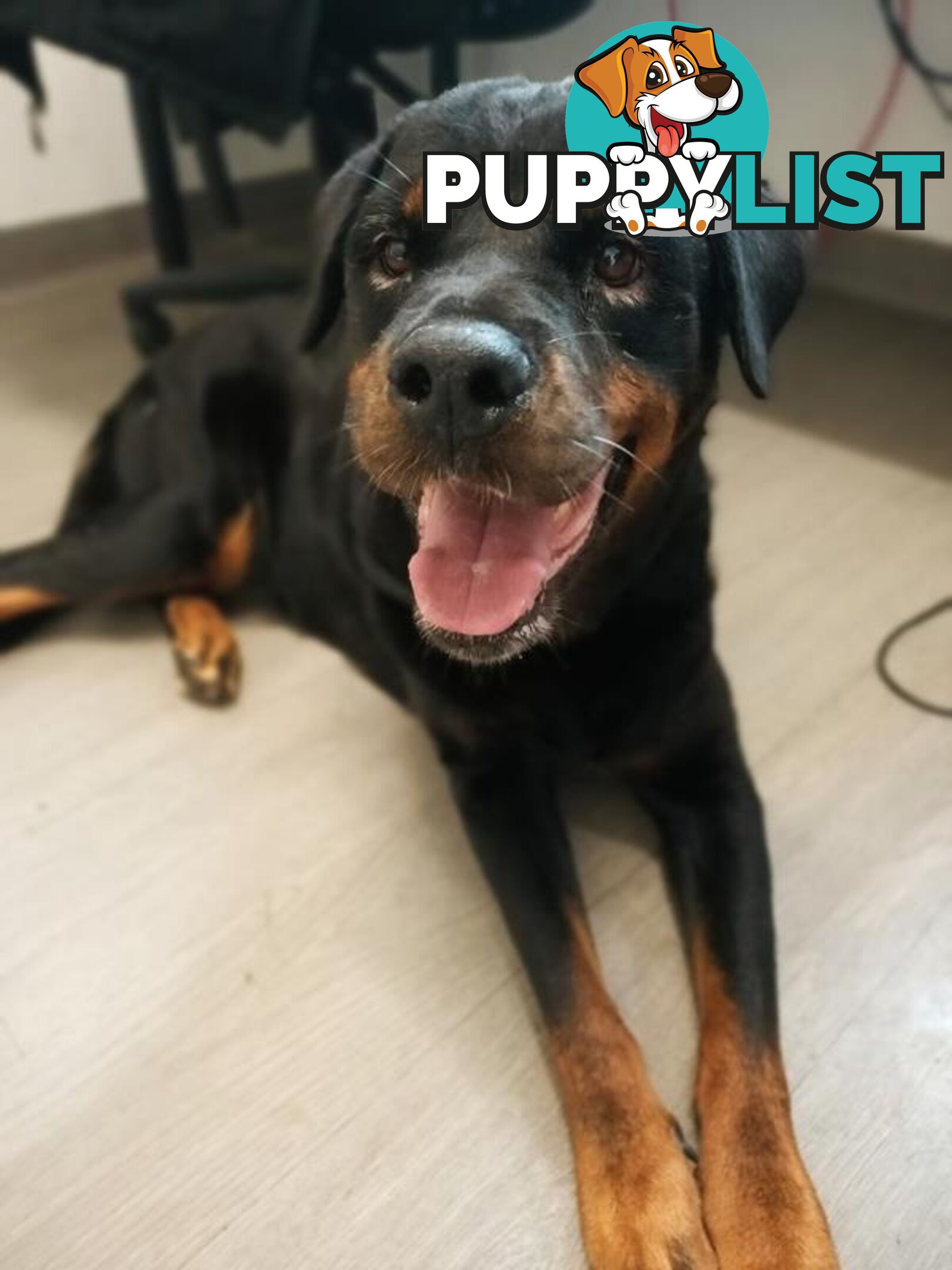 Roxy - Rottweiler, 7 Years 2 Months 1 Week (approx)