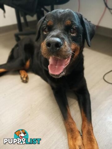 Roxy - Rottweiler, 7 Years 2 Months 1 Week (approx)