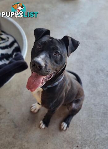 Sherlock - American Staffordshire Terrier, 1 Year 7 Months 2 Weeks (approx)