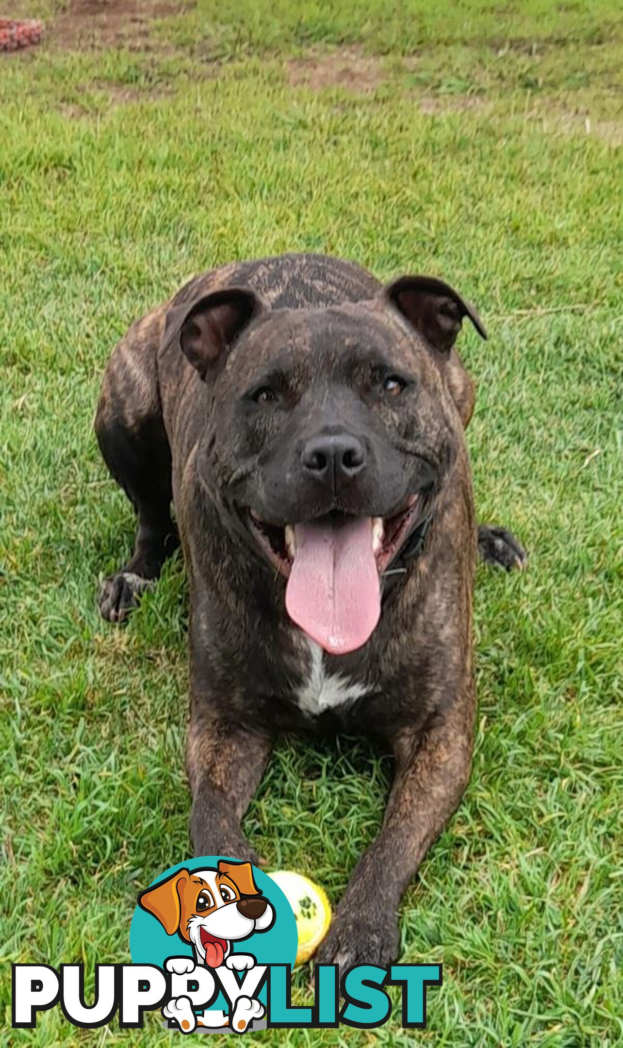 Dustin - Staffordshire Bull Terrier, 4 Years 0 Months 2 Weeks (approx)