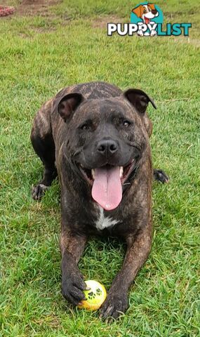 Dustin - Staffordshire Bull Terrier, 4 Years 0 Months 2 Weeks (approx)