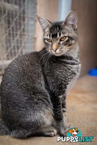 Tony - Domestic Short Hair, 0 Years 6 Months 3 Weeks (approx)