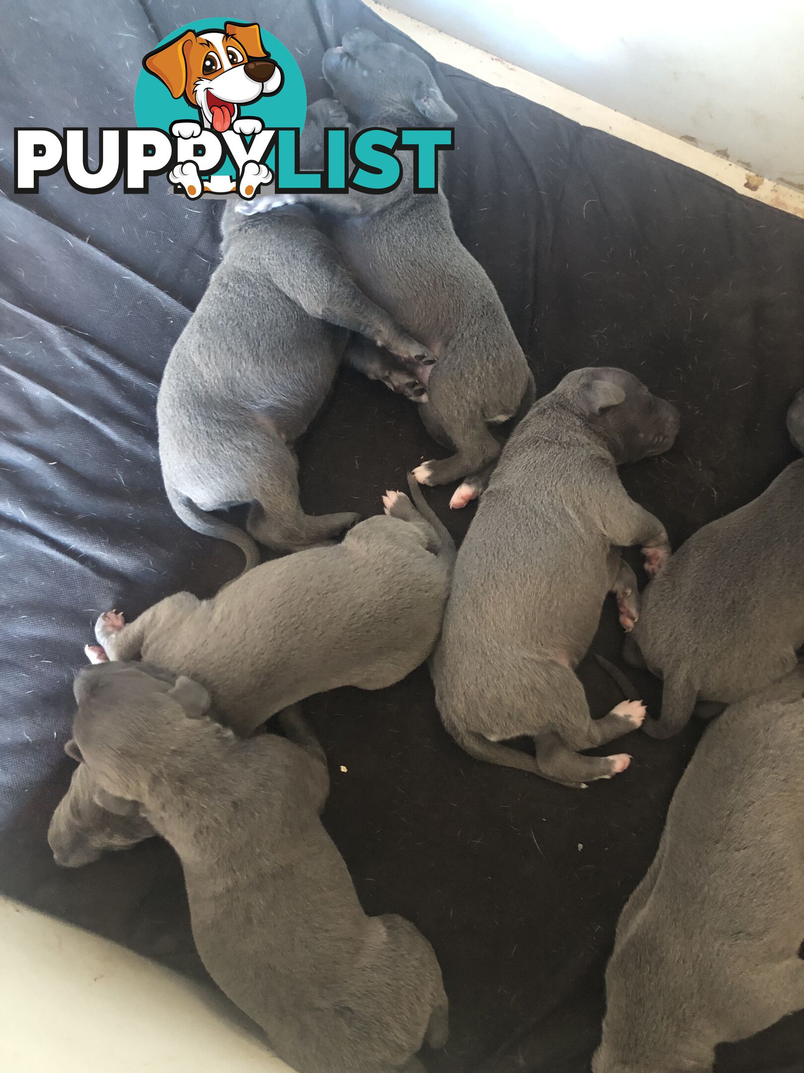 Beautiful whippet puppies for sale
