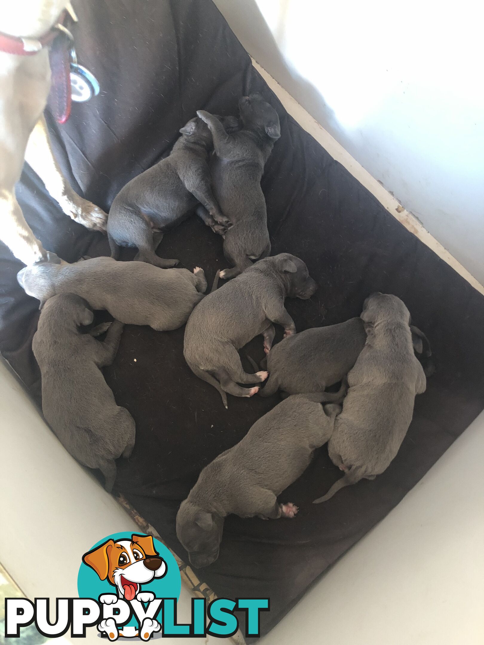 Beautiful whippet puppies for sale