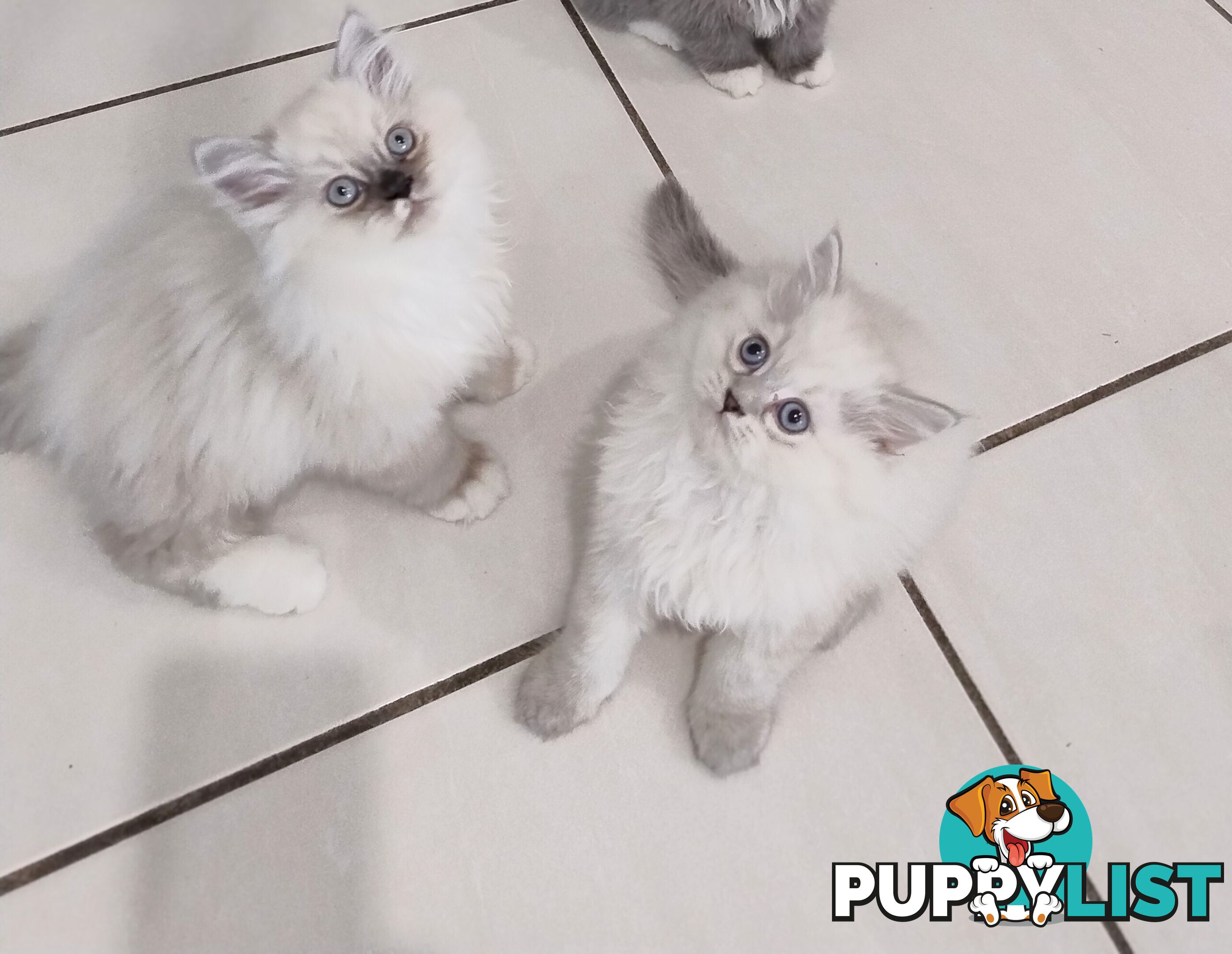 Chinchilla kittens