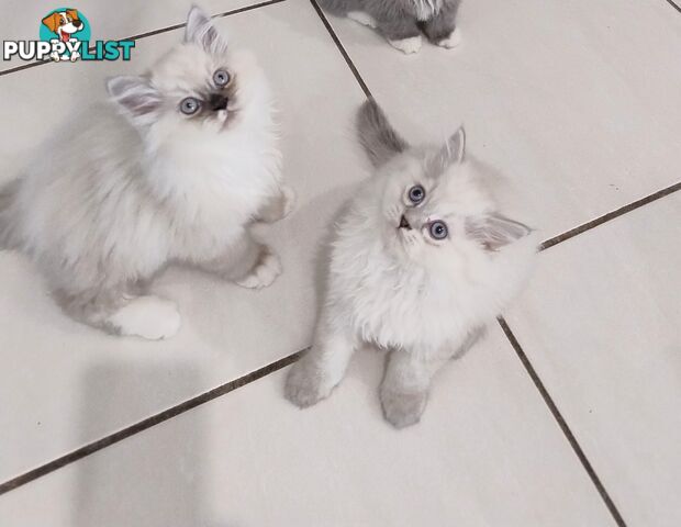 Chinchilla kittens