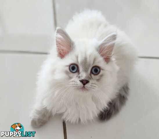 Chinchilla kittens
