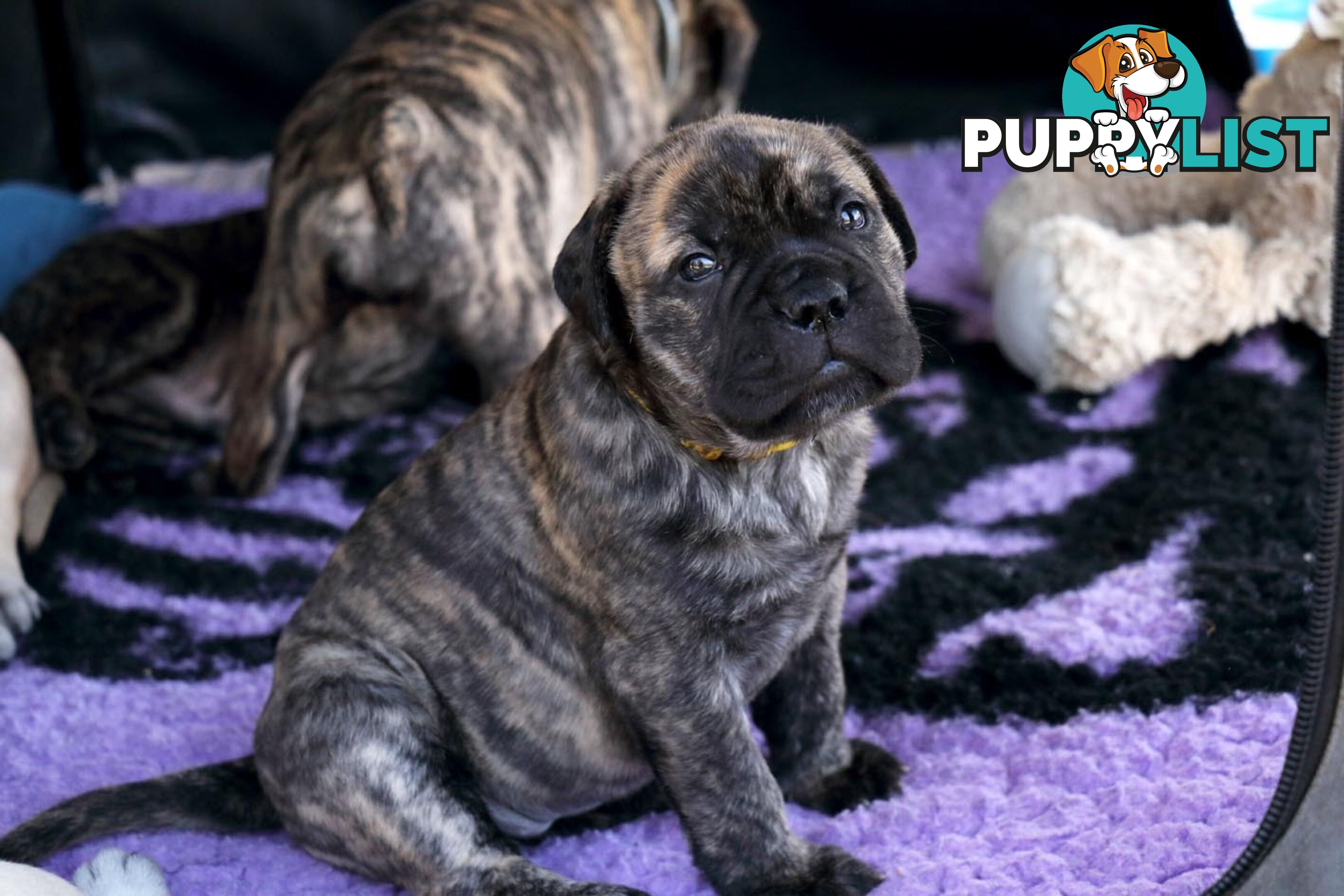 Purebreed ANKC registered Bullmastiff puppies for sale