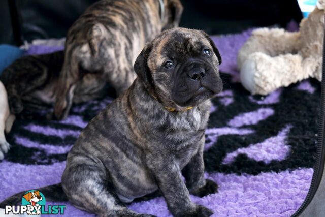 Purebreed ANKC registered Bullmastiff puppies for sale