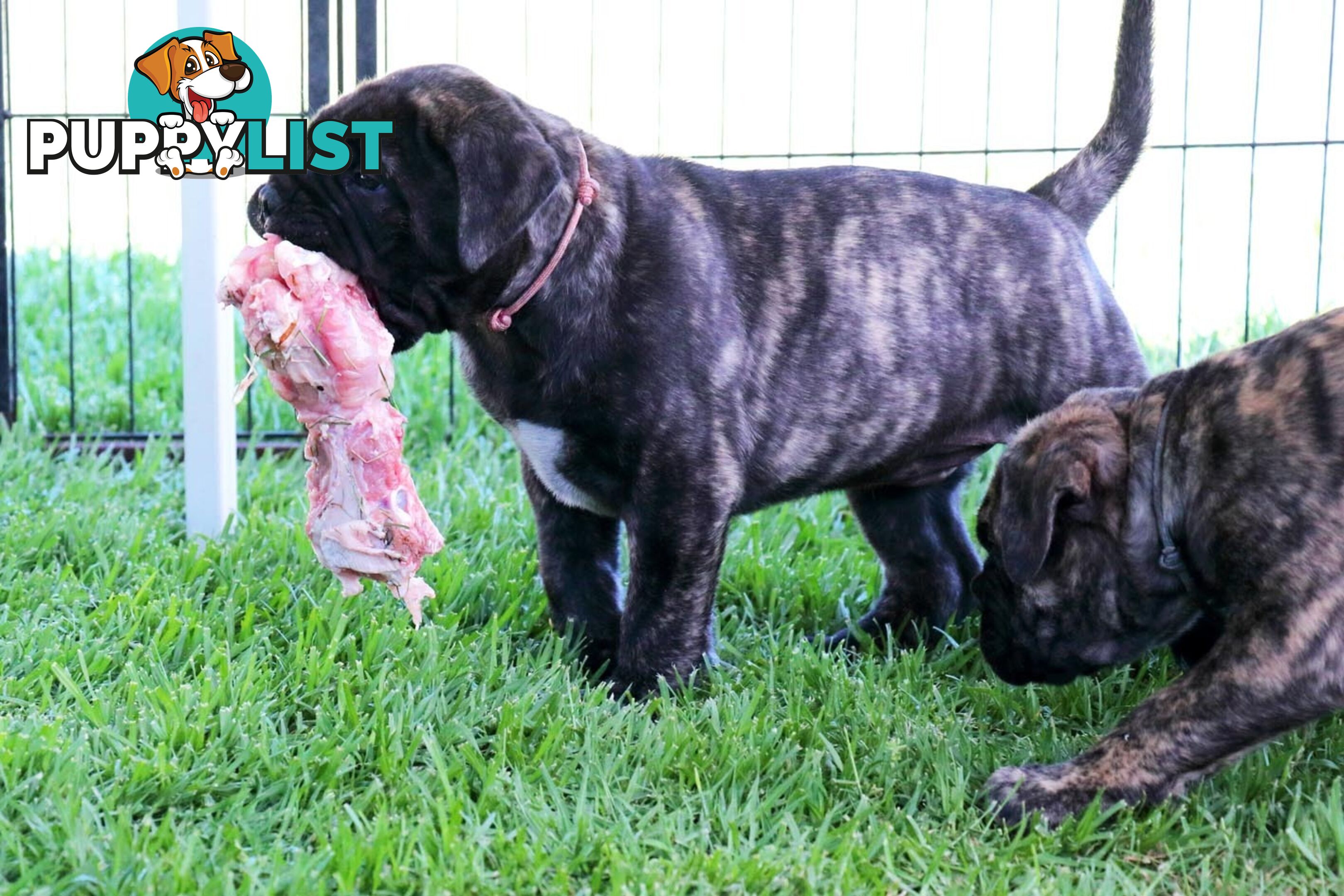 Purebreed ANKC registered Bullmastiff puppies for sale