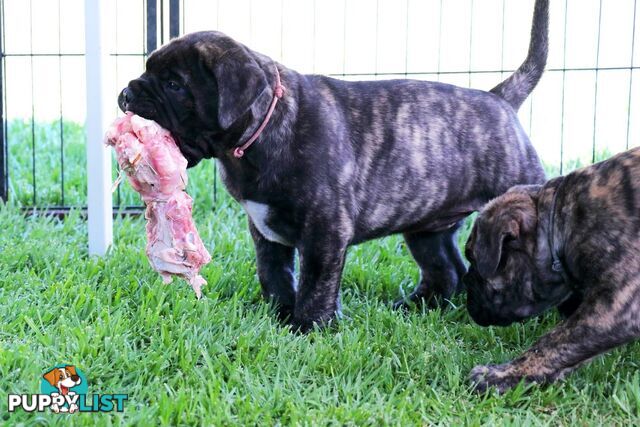 Purebreed ANKC registered Bullmastiff puppies for sale