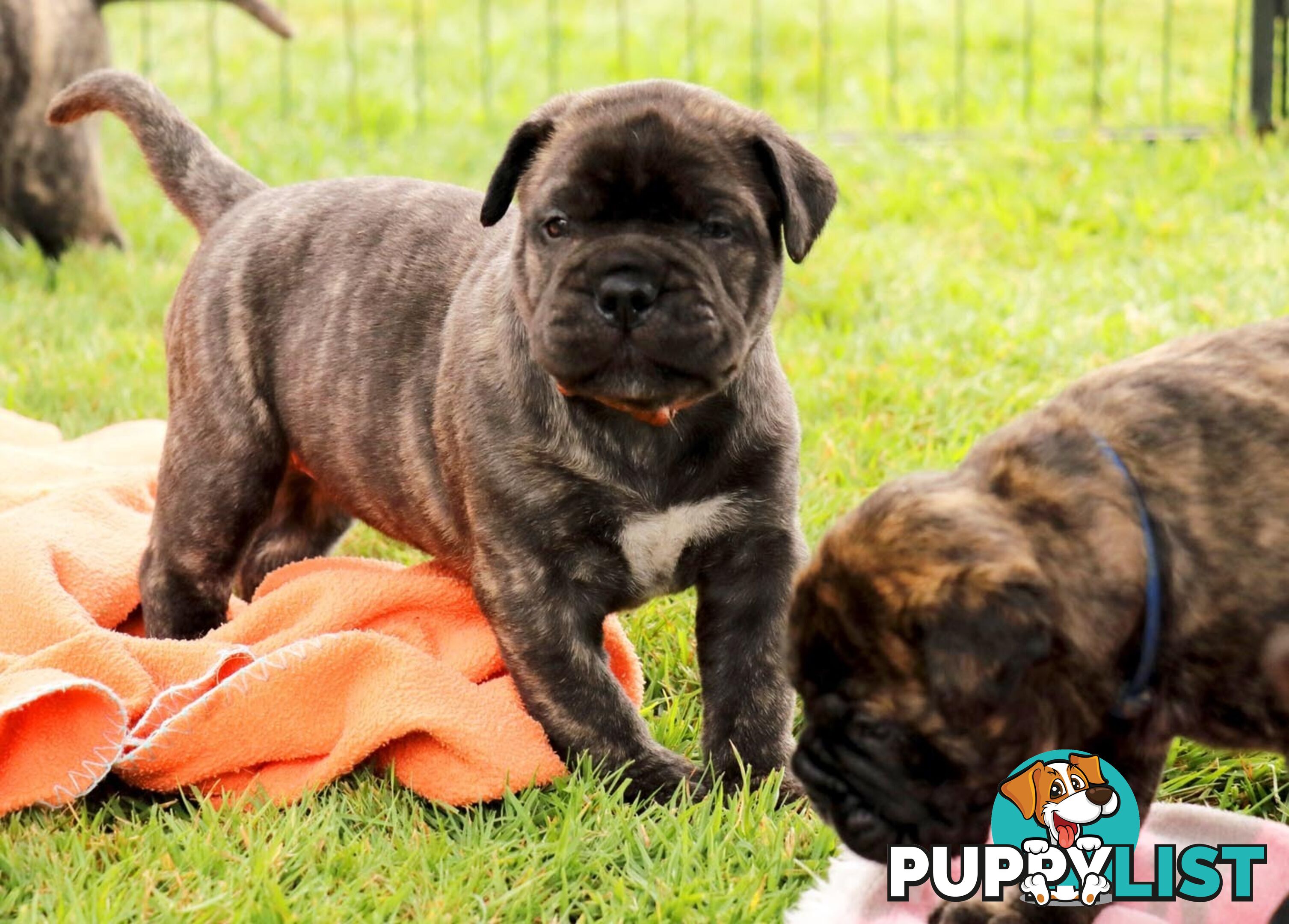 Purebreed ANKC registered Bullmastiff puppies for sale