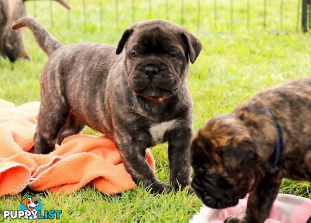 Purebreed ANKC registered Bullmastiff puppies for sale