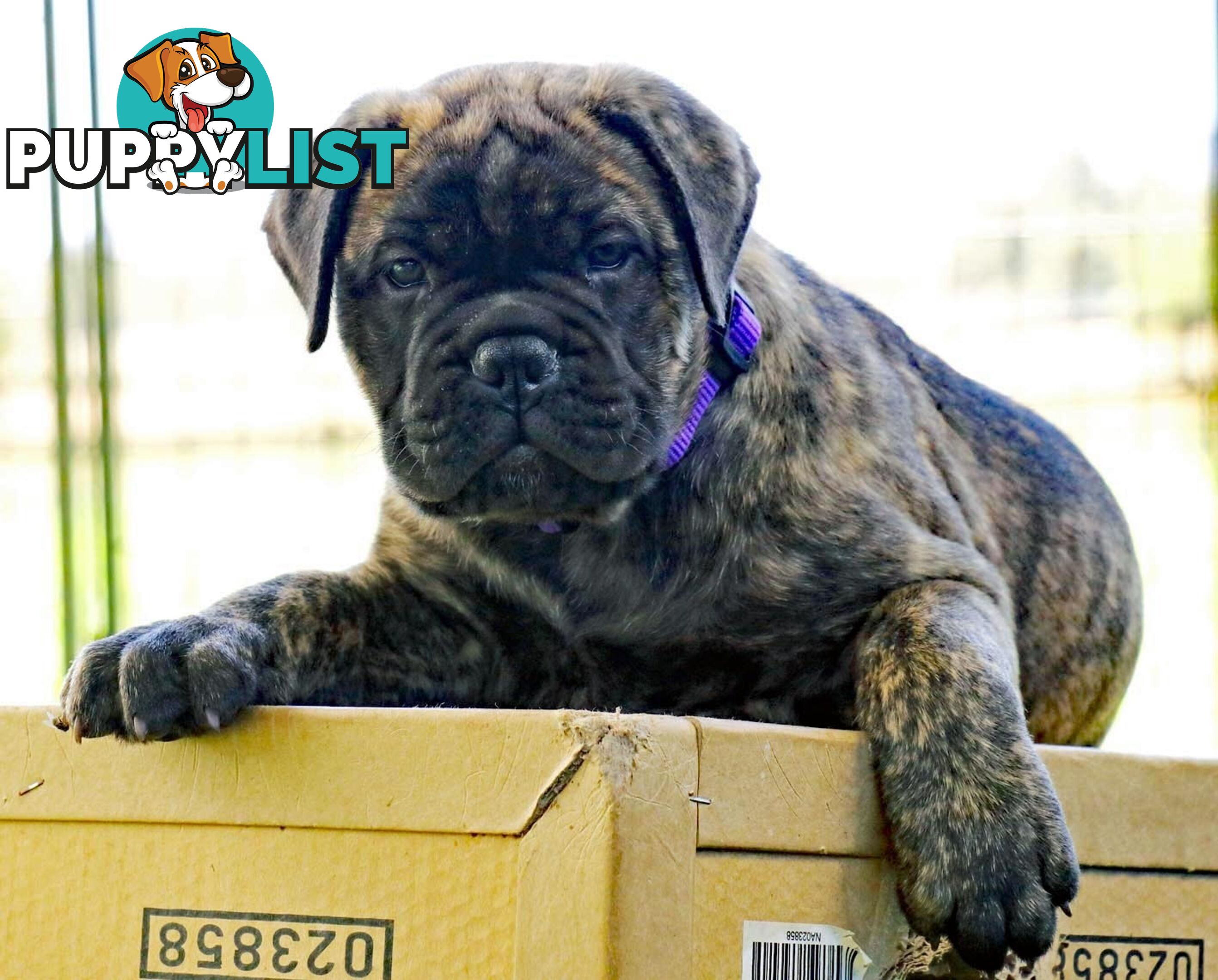 Purebreed ANKC registered Bullmastiff puppies for sale