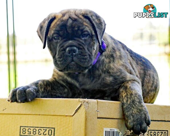 Purebreed ANKC registered Bullmastiff puppies for sale