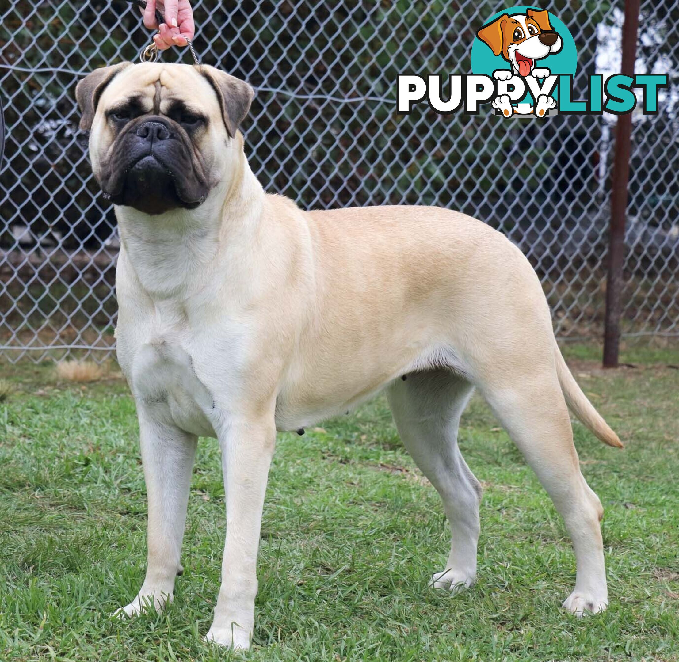 Purebreed ANKC registered Bullmastiff puppies for sale