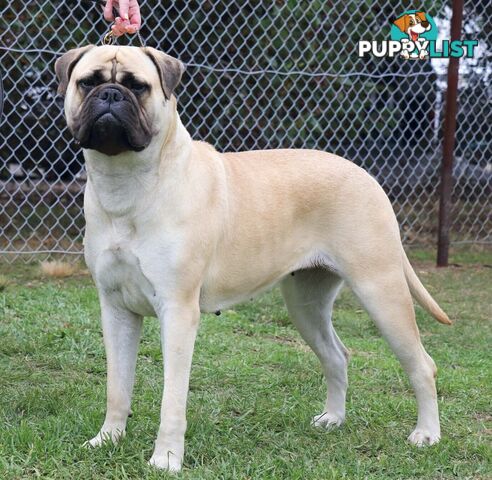 Purebreed ANKC registered Bullmastiff puppies for sale