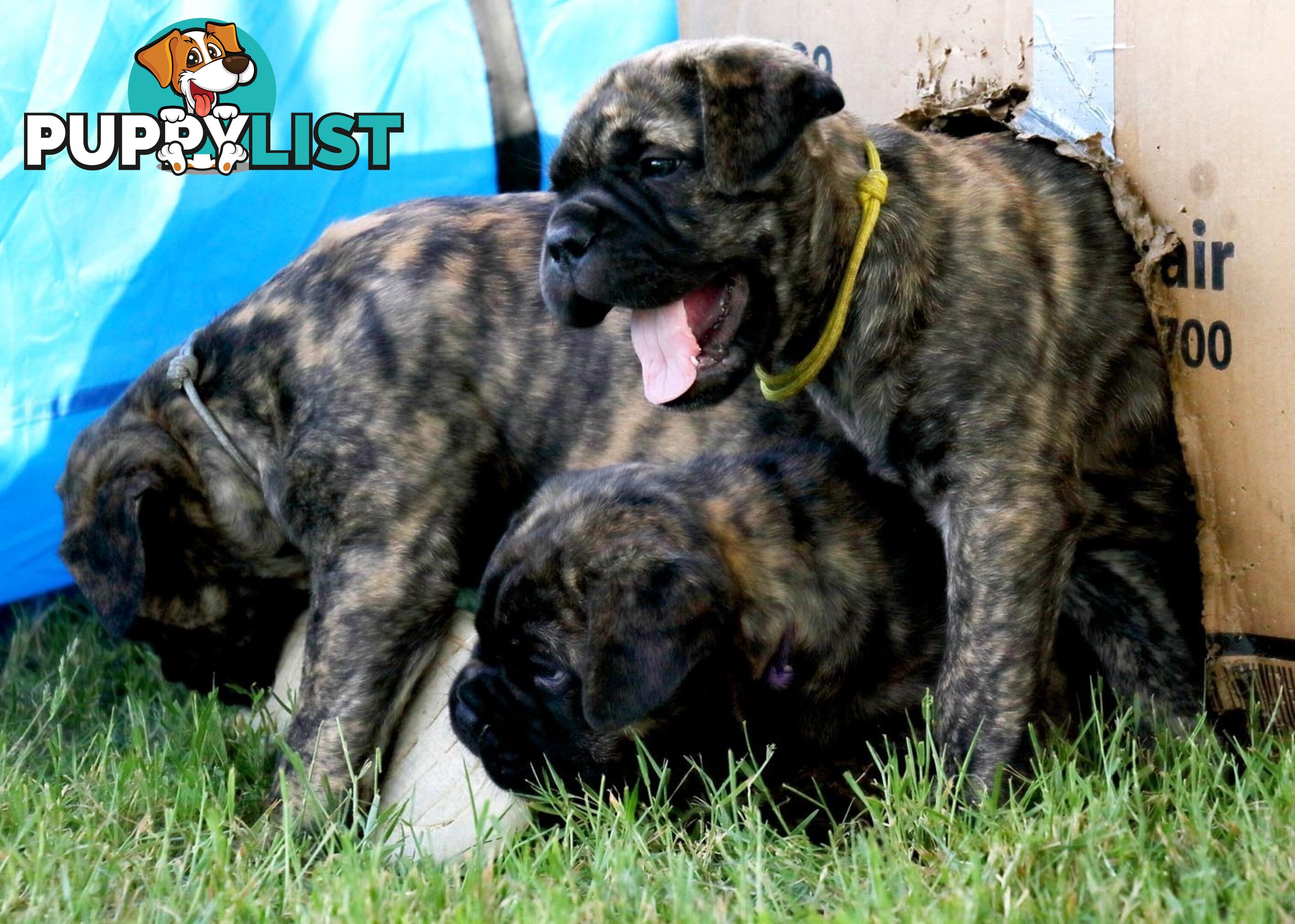 Purebreed ANKC registered Bullmastiff puppies for sale