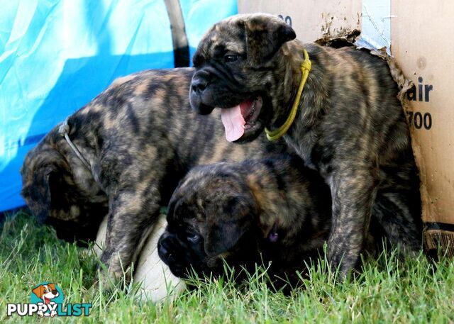 Purebreed ANKC registered Bullmastiff puppies for sale