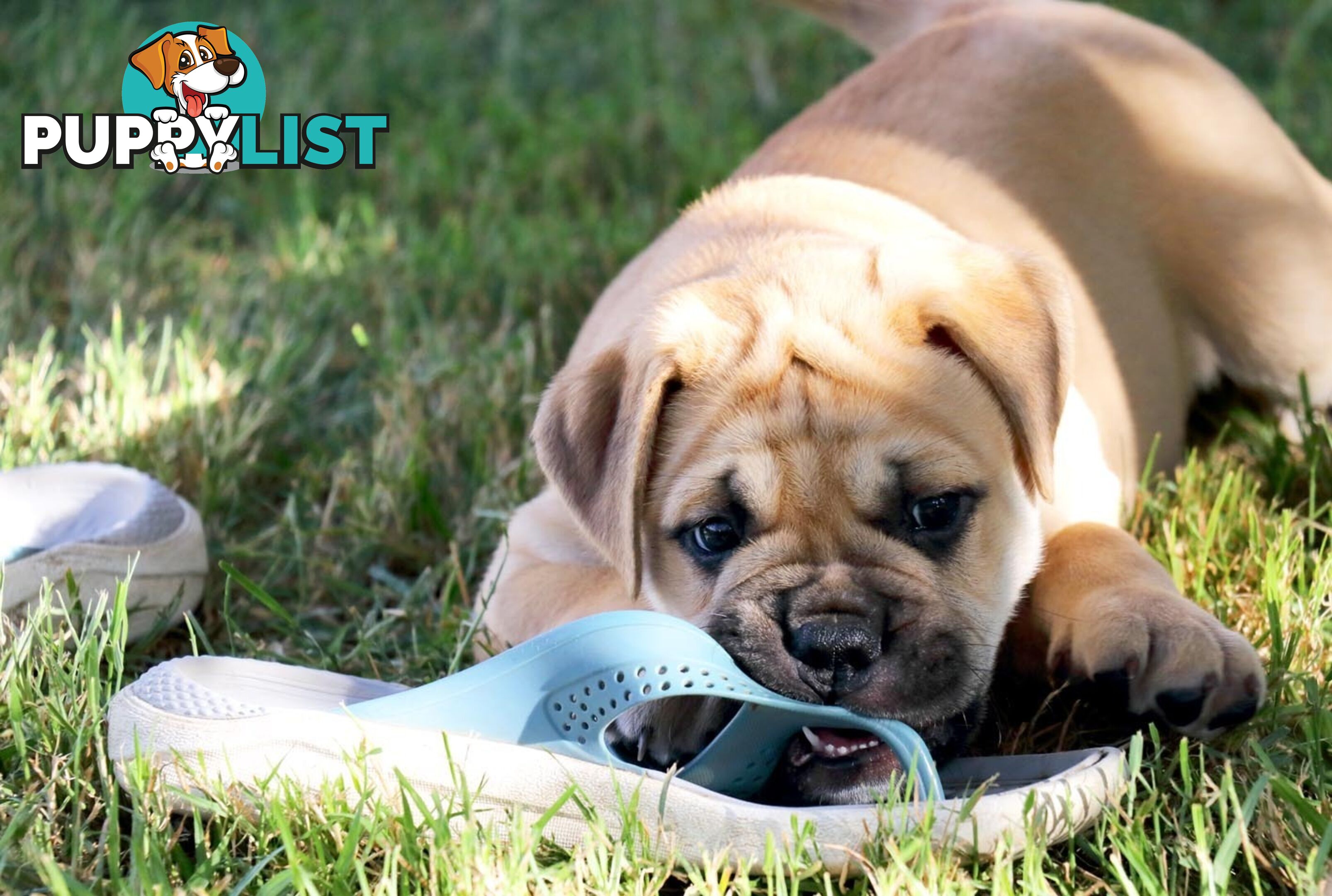 Purebreed ANKC registered Bullmastiff puppies for sale