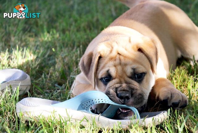 Purebreed ANKC registered Bullmastiff puppies for sale