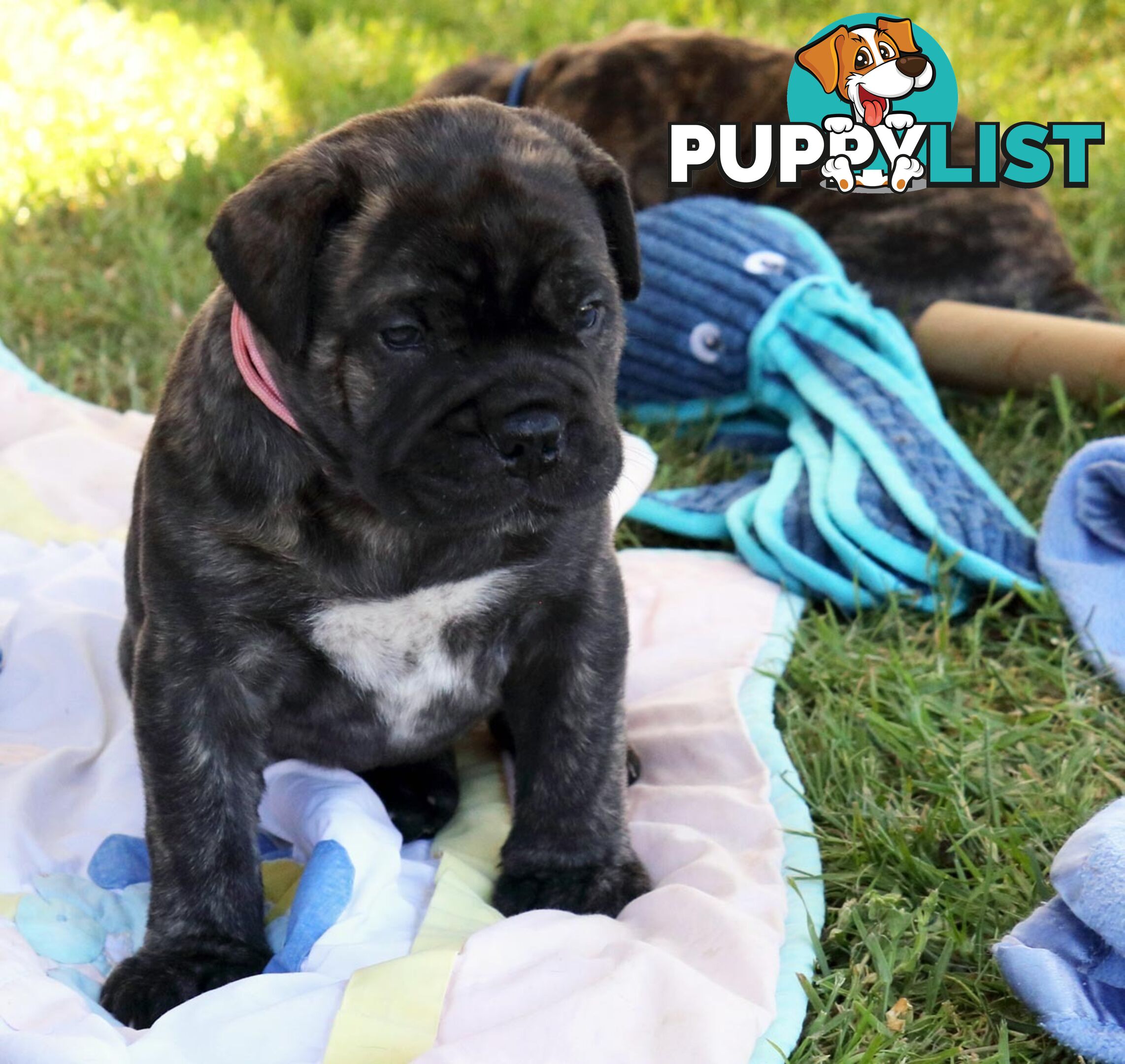 Purebreed ANKC registered Bullmastiff puppies for sale