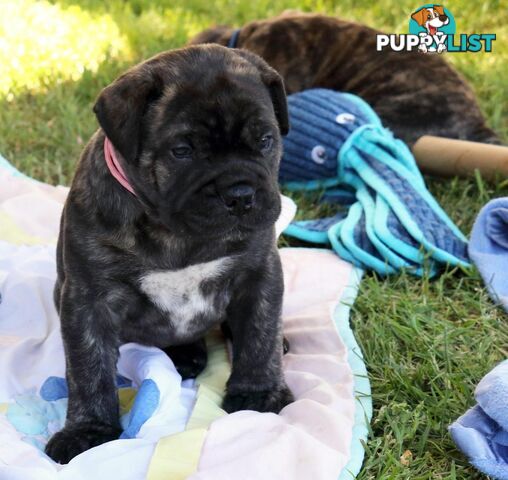 Purebreed ANKC registered Bullmastiff puppies for sale