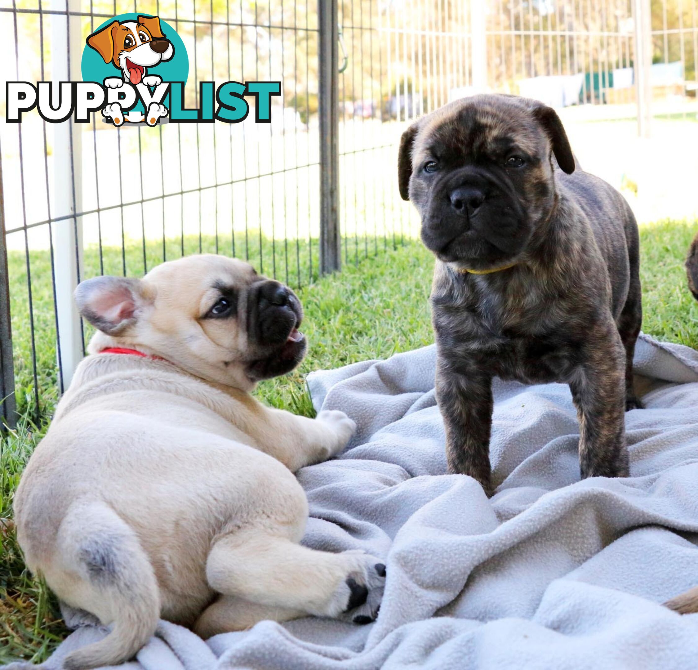 Purebreed ANKC registered Bullmastiff puppies for sale