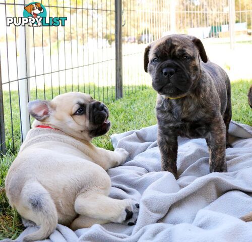 Purebreed ANKC registered Bullmastiff puppies for sale