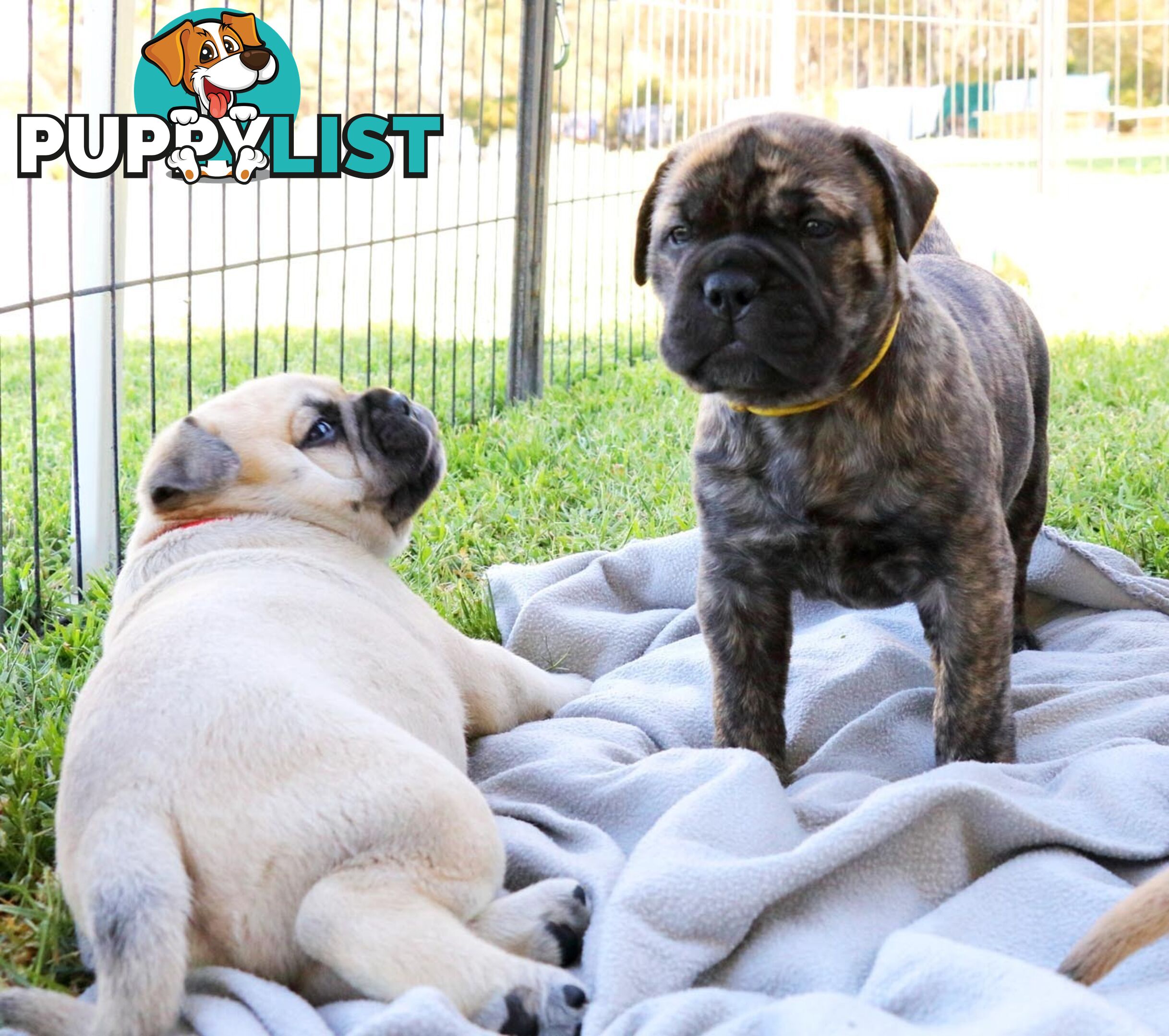 Purebreed ANKC registered Bullmastiff puppies for sale