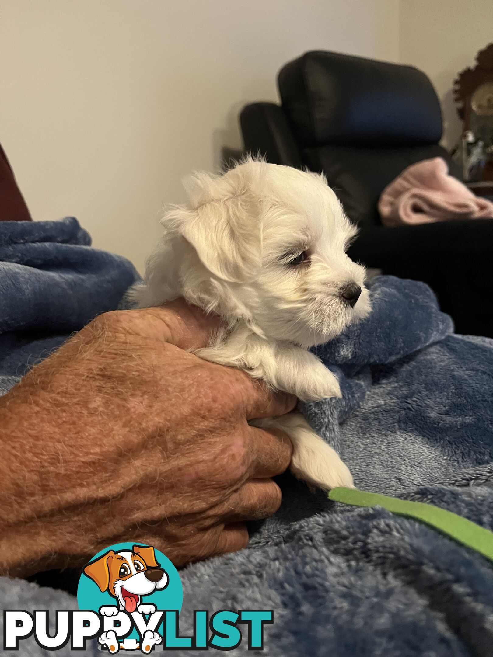 Small Purebred male Maltese