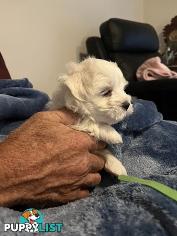 Small Purebred male Maltese