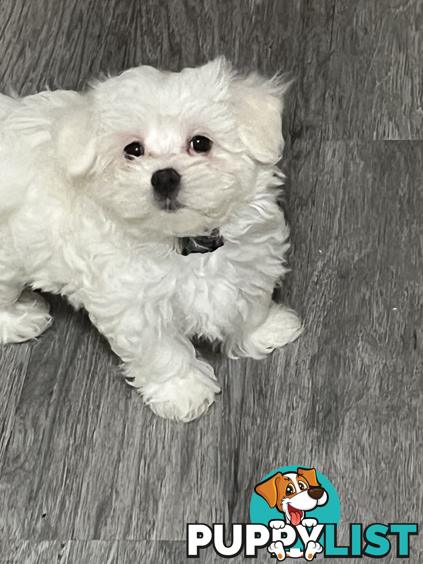 Small Purebred male Maltese