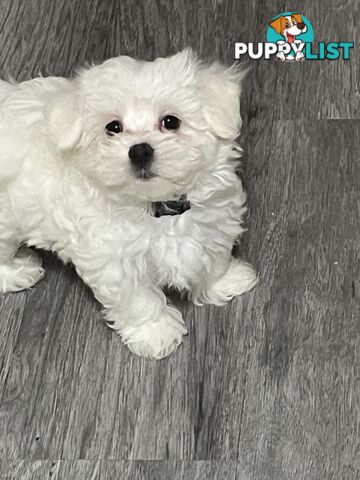 Small Purebred male Maltese