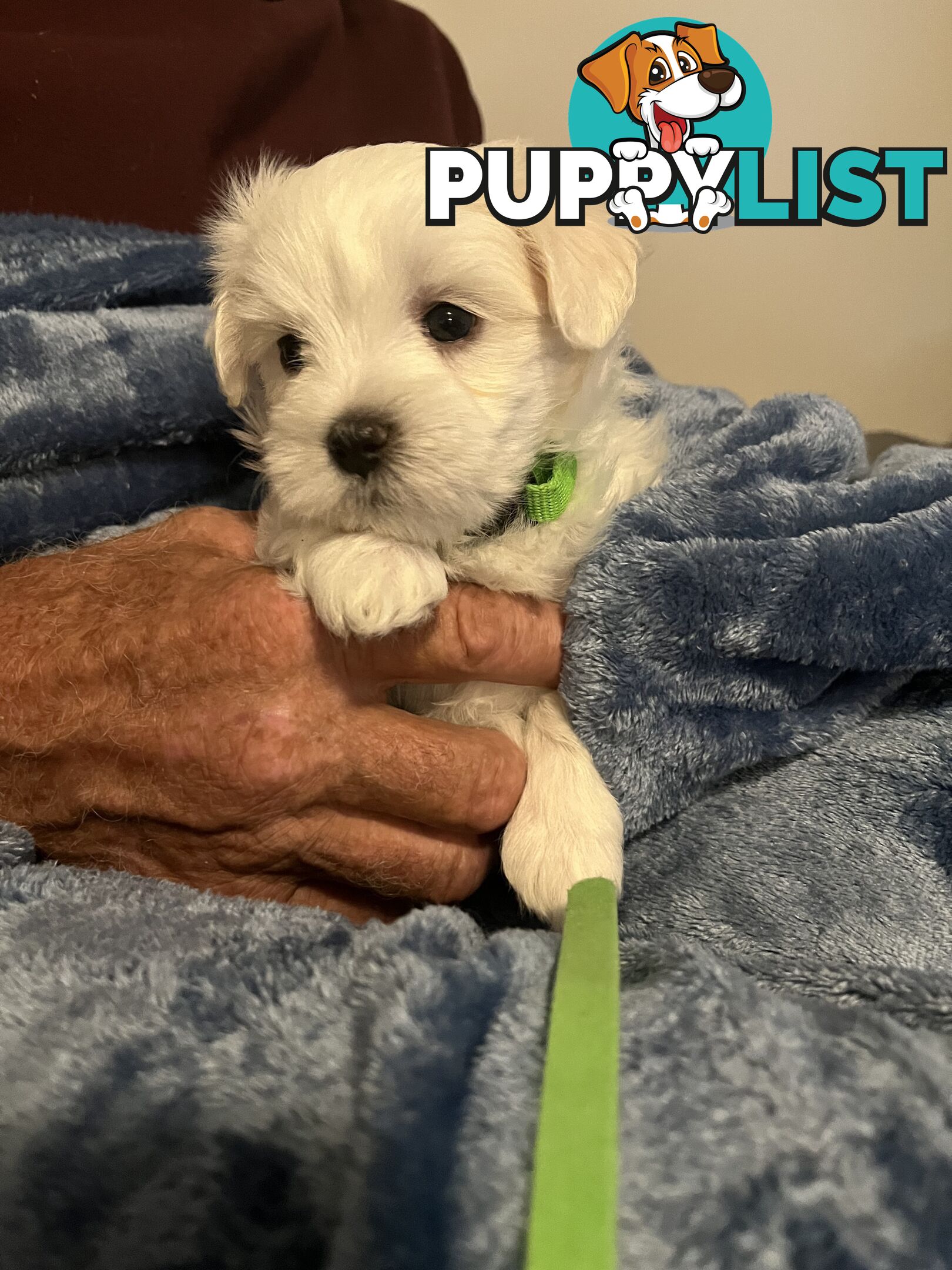 Small Purebred male Maltese