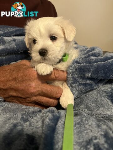 Small Purebred male Maltese