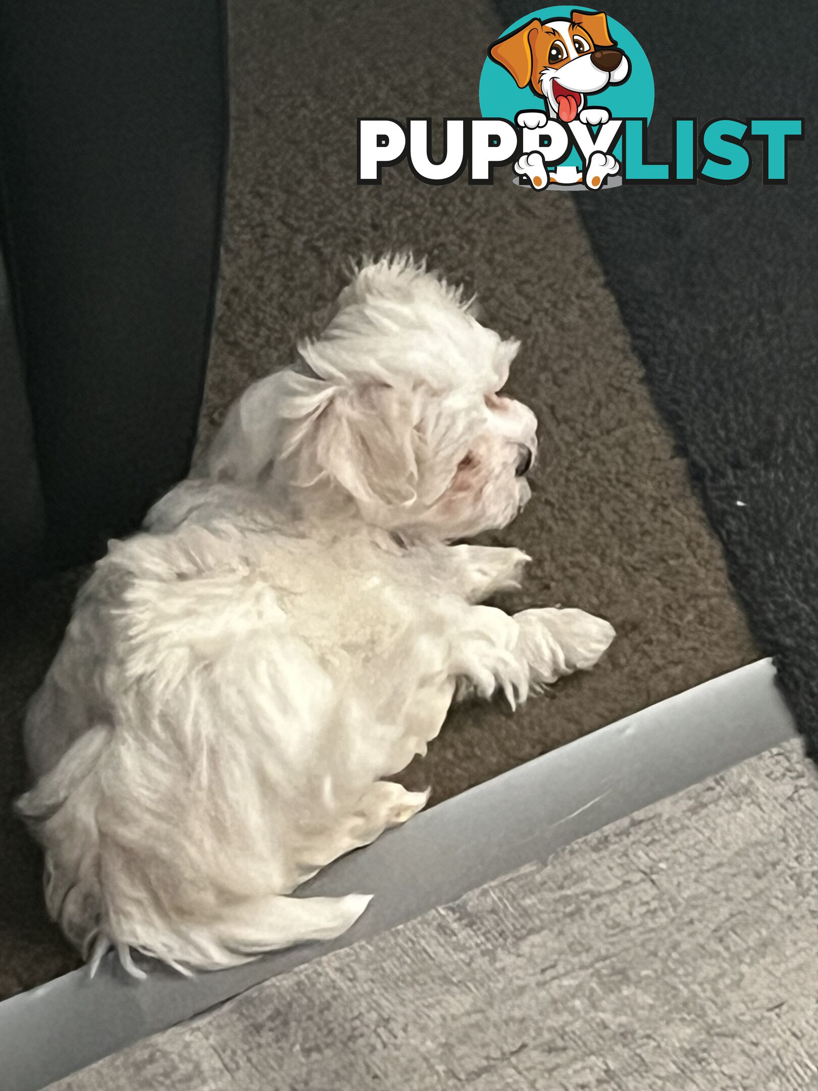 Small Purebred male Maltese