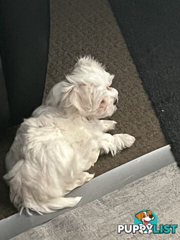 Small Purebred male Maltese