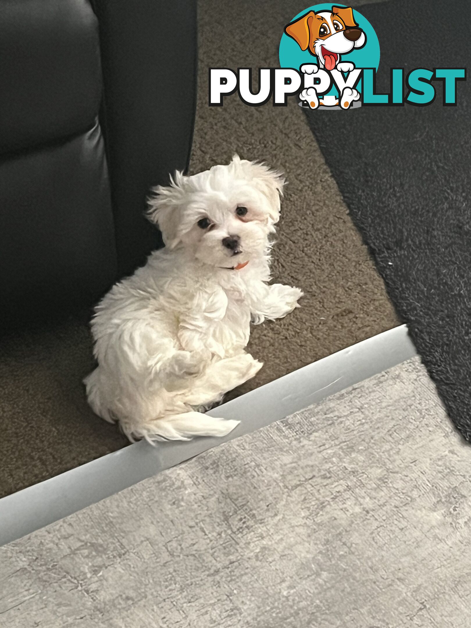 Small Purebred male Maltese